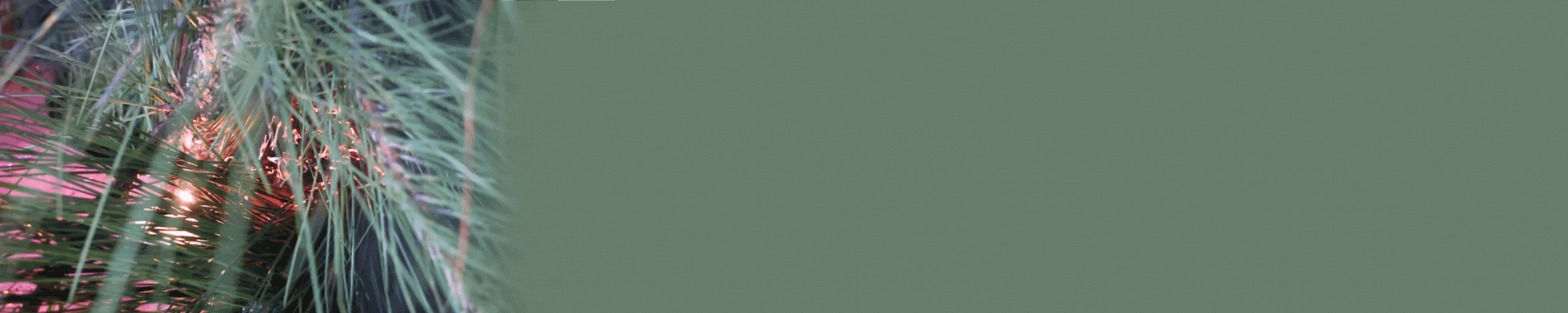 A christmas tree branch starts to catch fire